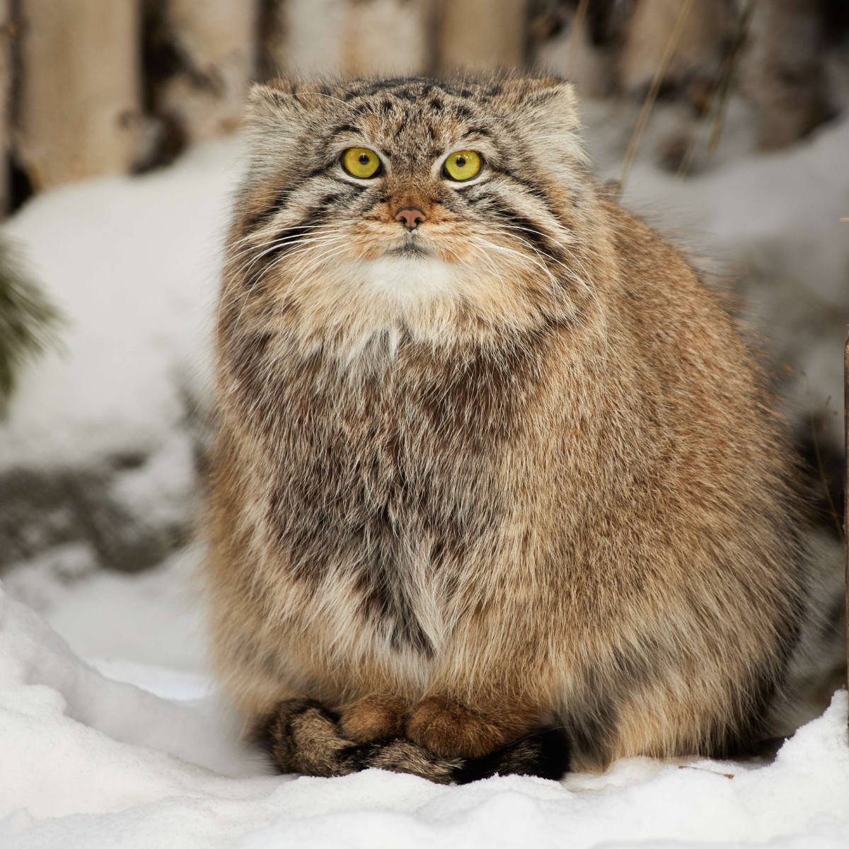 Manul