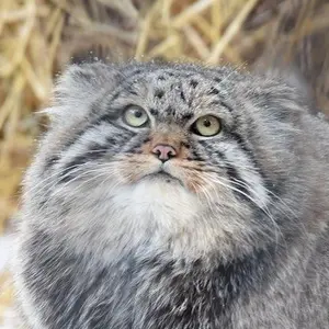 Juniper