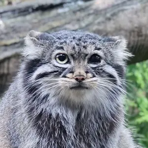 abrikosismygoat
