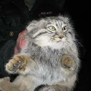 Эру Зэ манул