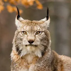 Шерстяная Рысяра