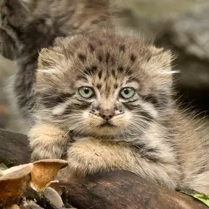 Roman Paulov, Манулизация