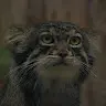 Pas Manul