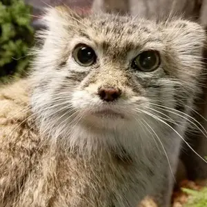 pawswheretheyneedtobe
