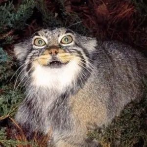 Lê Đường Phèn