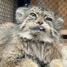 Lê Đường Phèn