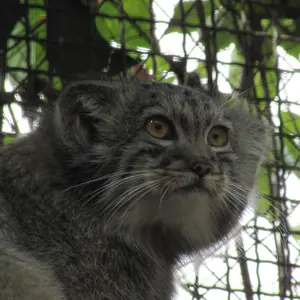 mikumanul