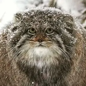 dzien_dobry_w_olivie