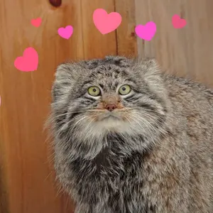 Наталья Сёмина