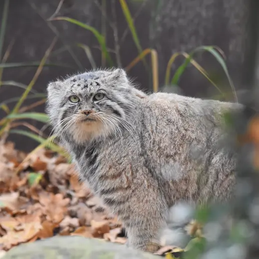 Фотография Мойры в Остравском Зоопарке