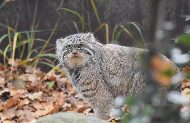 Фотография Мойры в Остравском Зоопарке