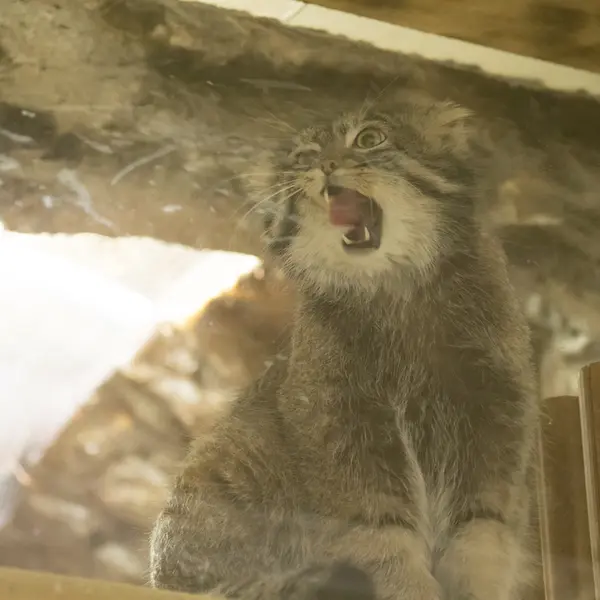 Фотография Фиги в Зоопарке Уено