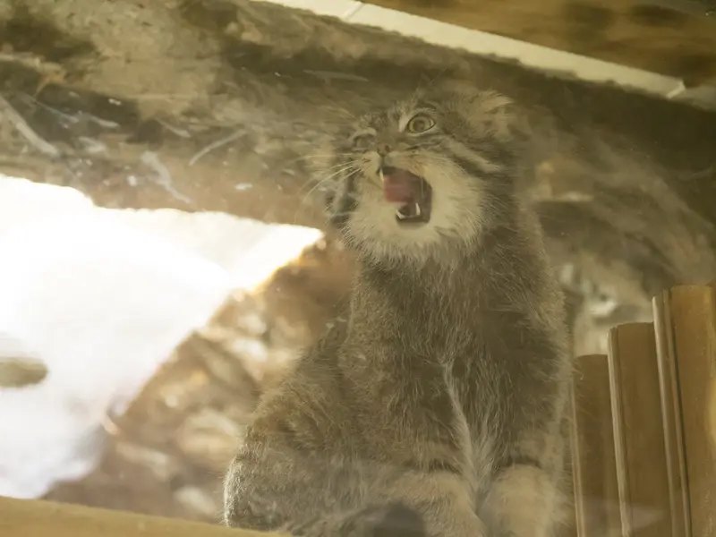 Фотография Фиги в Зоопарке Уено