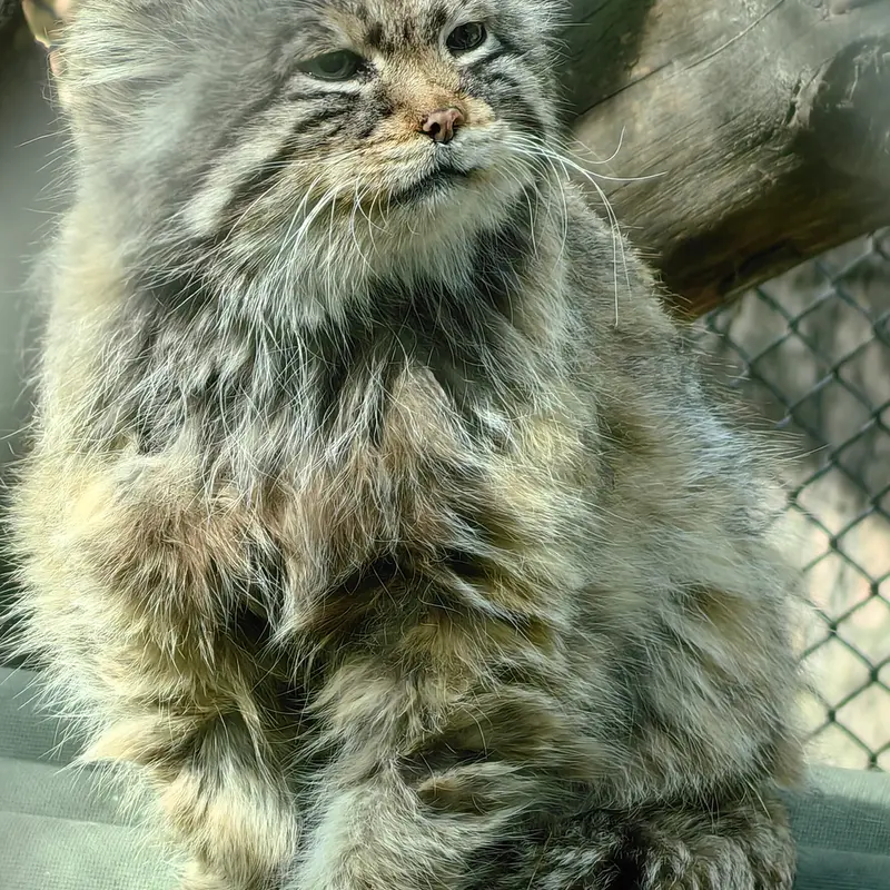 Фотография Зеленогорска в Новосибирском Зоопарке