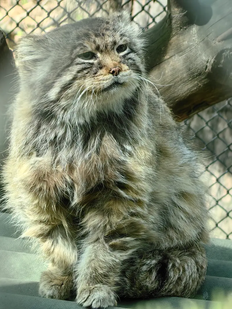 Фотография Зеленогорска в Новосибирском Зоопарке