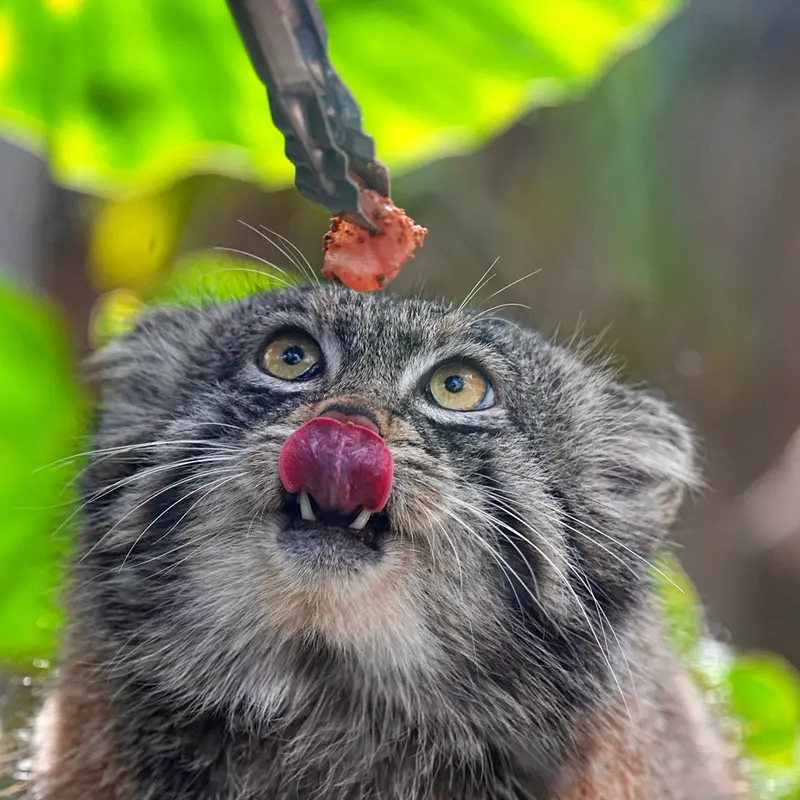 Фотография Нара в Царстве Животных Кобе