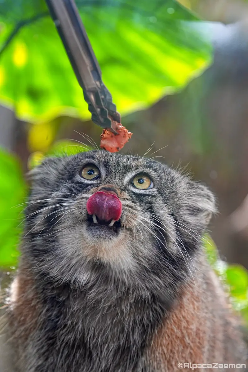 Фотография Нара в Царстве Животных Кобе