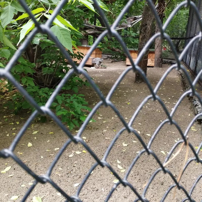 Фотография Снежинки в Новосибирском Зоопарке