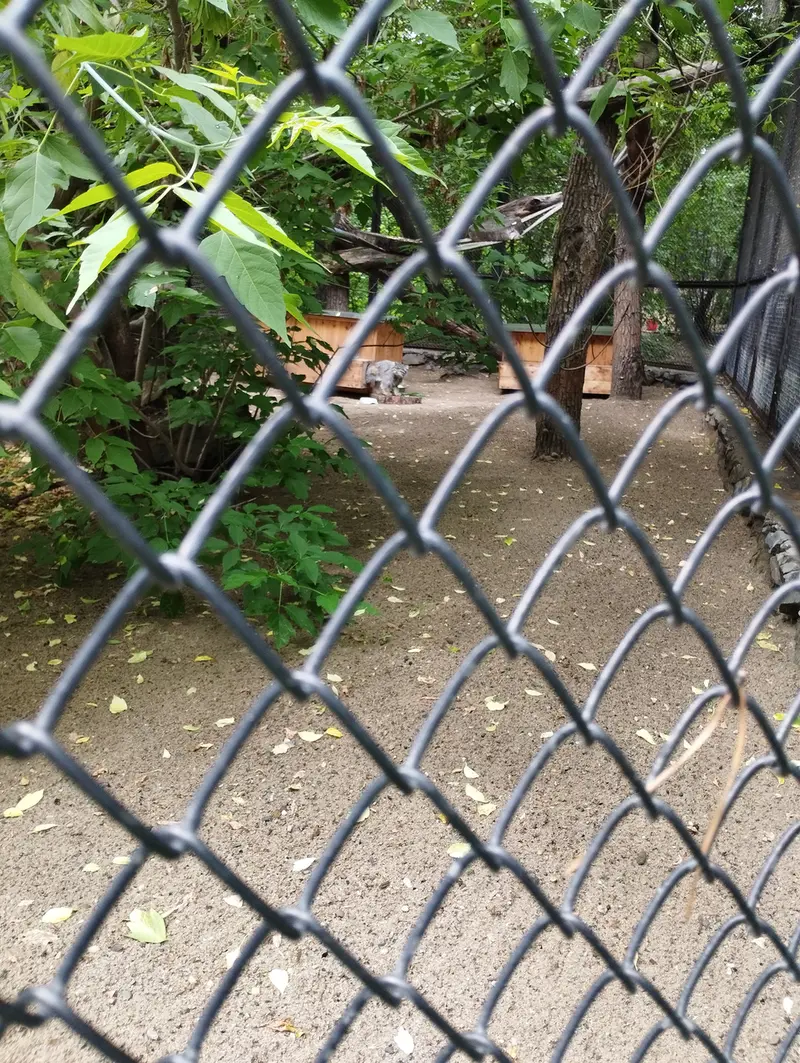 Фотография Снежинки в Новосибирском Зоопарке