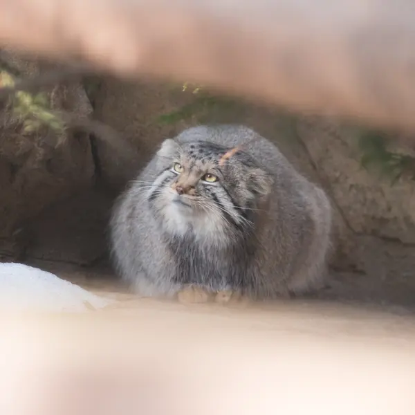 Фотография Нагому в Царстве Животных Насу