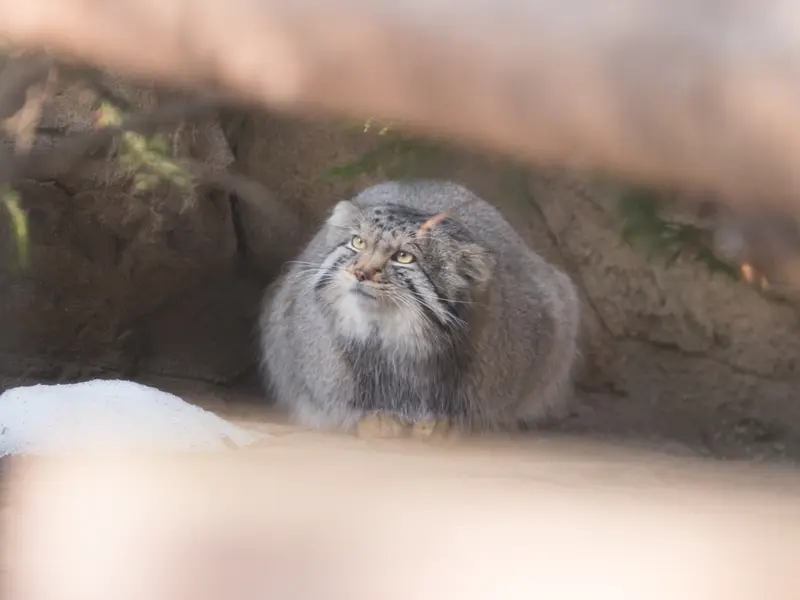 Фотография Нагому в Царстве Животных Насу