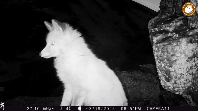 Фотография Рыжаи Лисица с фотоловушки Жунды 2 [новинка]