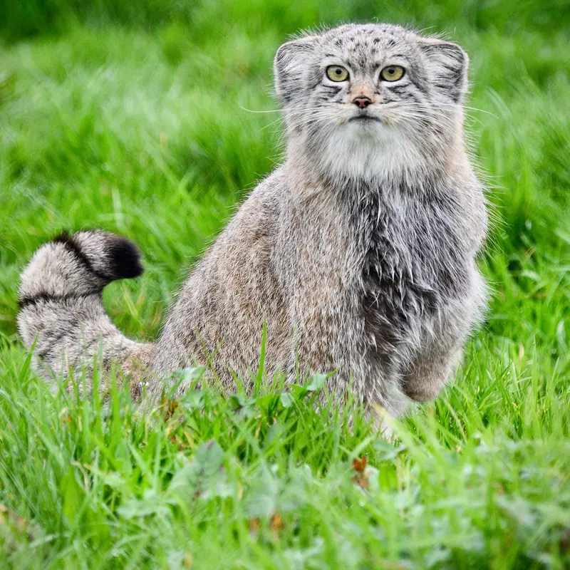 Фотография Хараа в Парке диких животных Порт-Лимпн