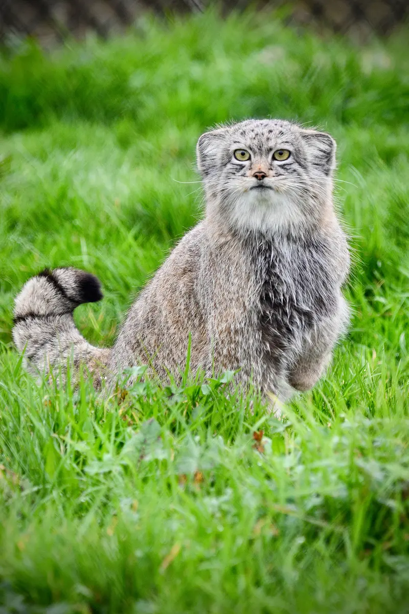 Фотография Хараа в Парке диких животных Порт-Лимпн