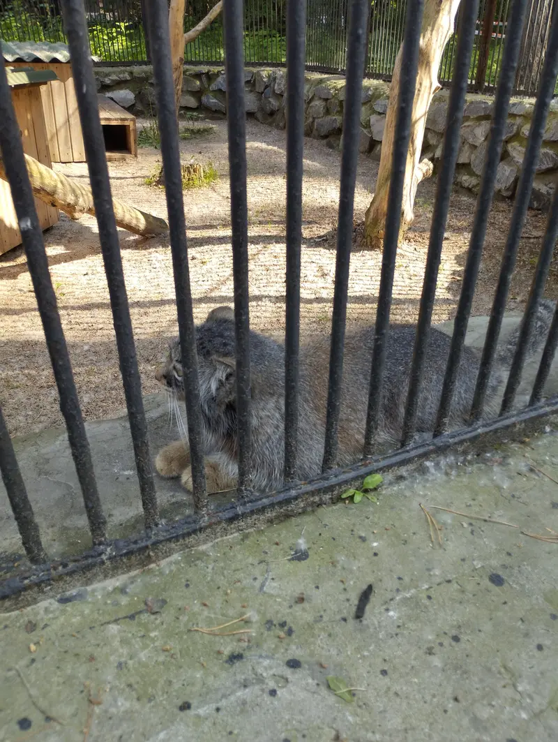 Фотография с манулом в Новосибирском Зоопарке