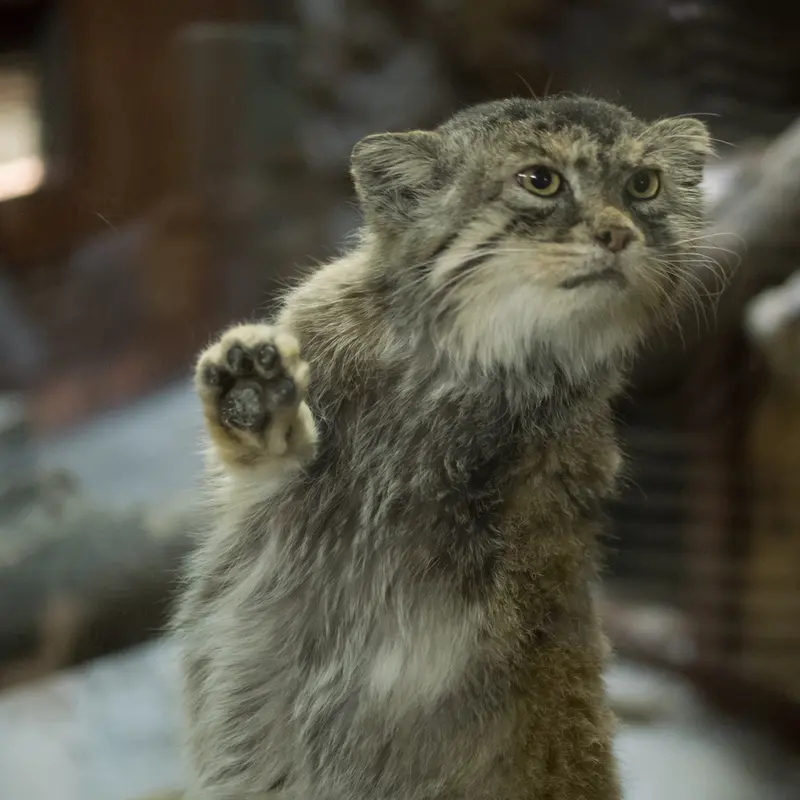 Фотография Примулы в Зоопарке Уено