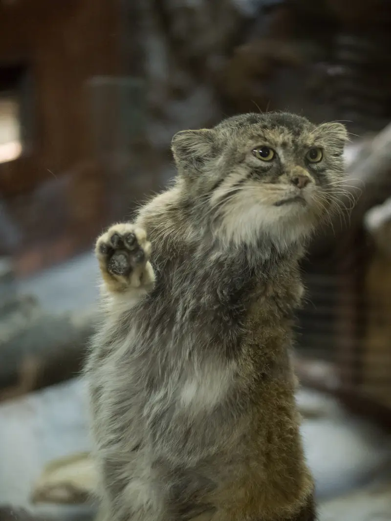 Фотография Примулы в Зоопарке Уено