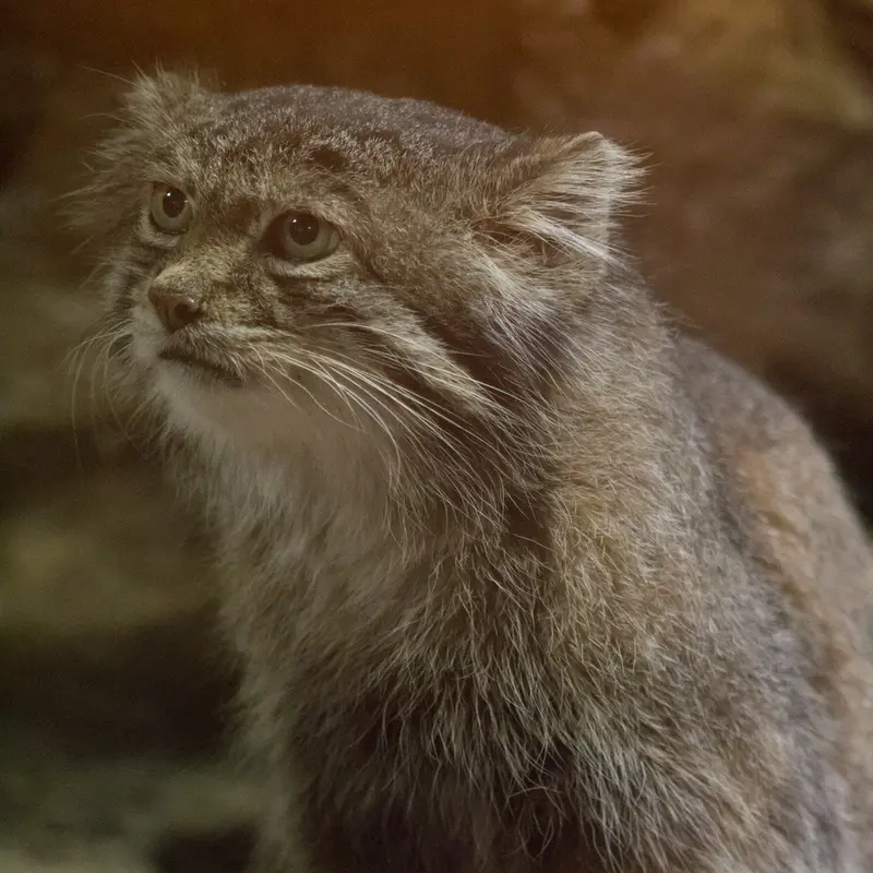 Фотография Клёна в Зоопарке Уено