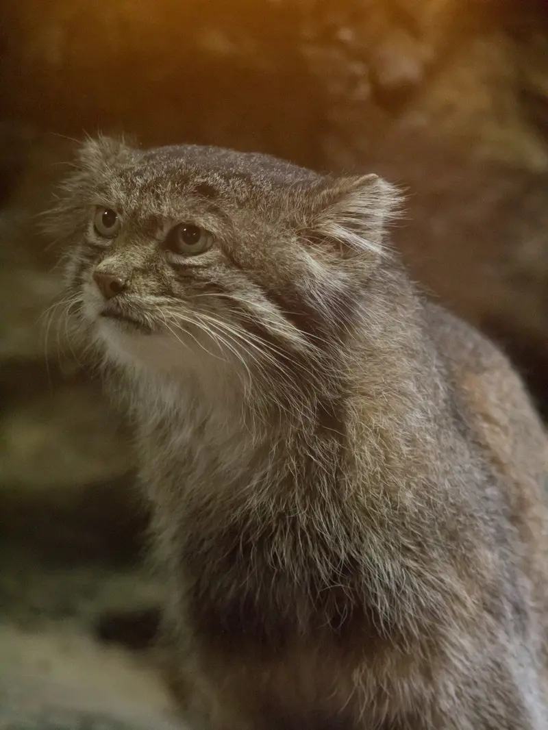 Фотография Клёна в Зоопарке Уено