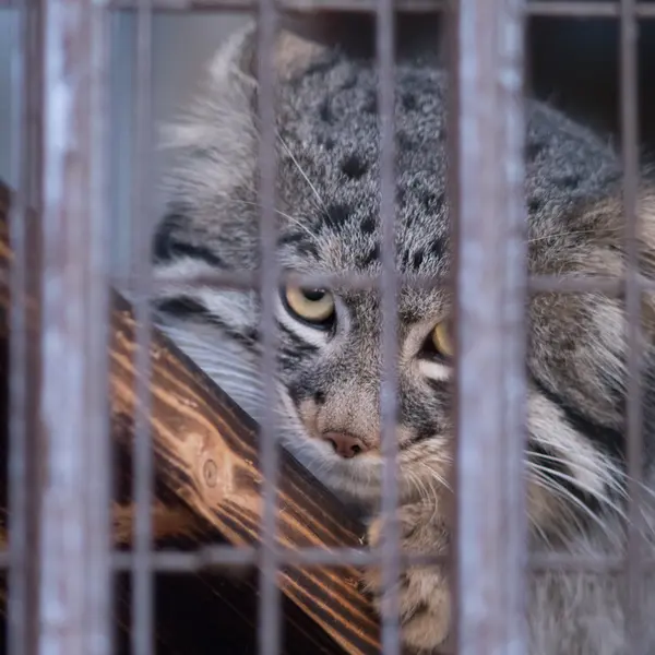 Фотография Фиги в Зоопарке Ногеяме