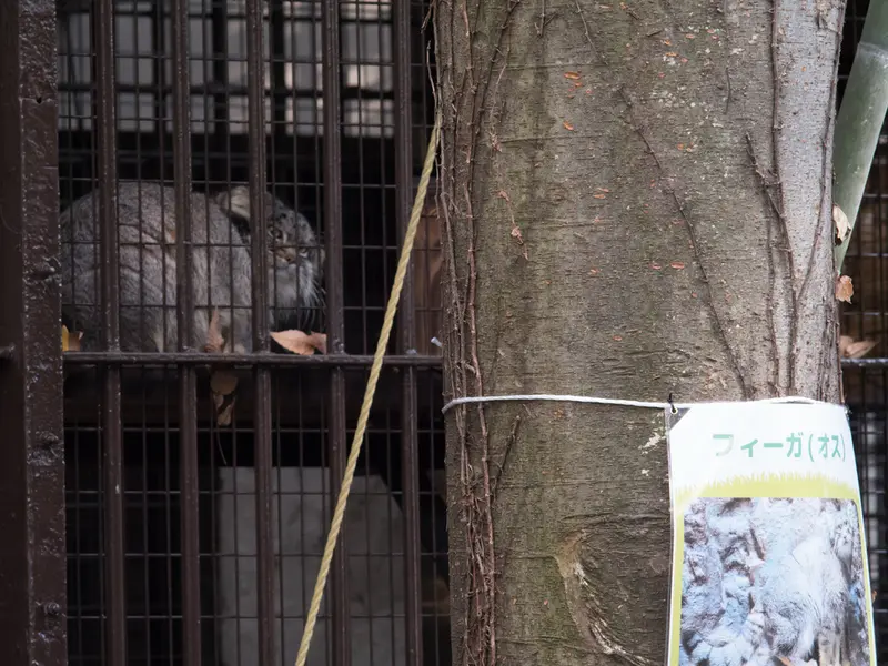 Фотография Фиги в Зоопарке Ногеяме