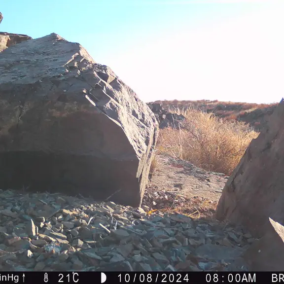 Фотография Сибирского Манула с фотоловушки Киикбай [новинка]