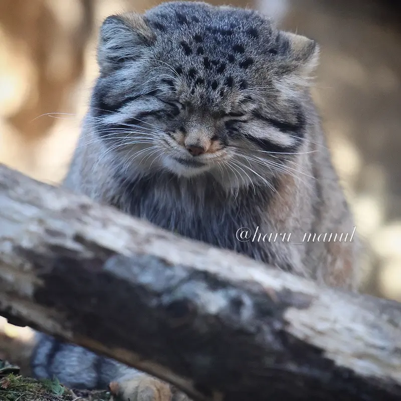Фотография Нагому в Царстве Животных Насу