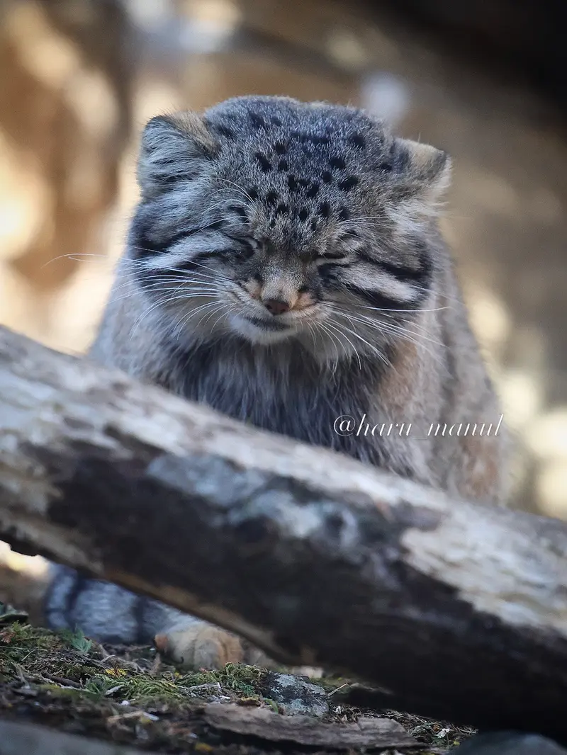 Фотография Нагому в Царстве Животных Насу