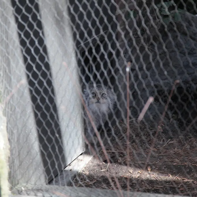 Фотография Сарнай в Зоопарке Проспект-парка