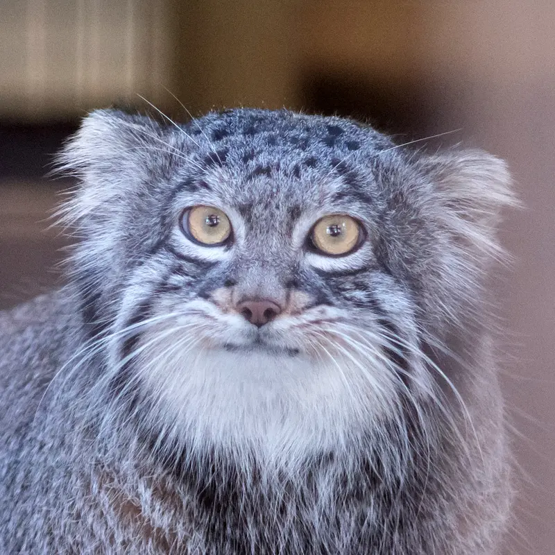 Манул Фига из Зоопарка Ногеямы