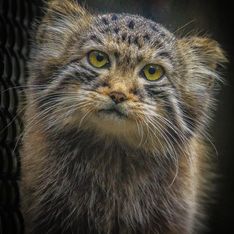 Фотография Лолошика 2024 Г.р. Ⅰ в Новосибирском Зоопарке