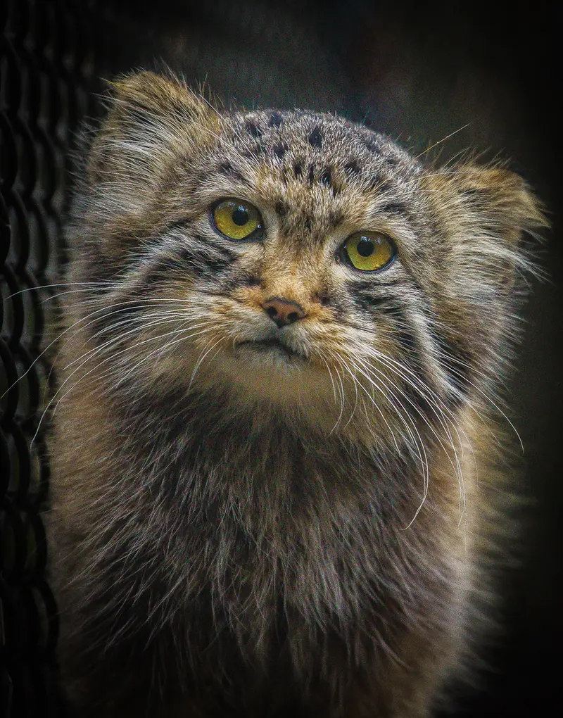 Фотография Лолошика 2024 Г.р. Ⅰ в Новосибирском Зоопарке