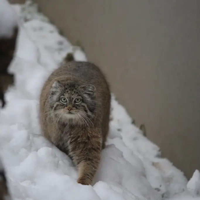 Фотография Улы в Гданском Зоопарке