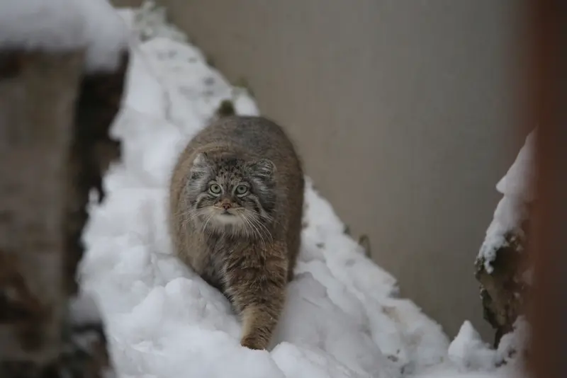 Фотография Улы в Гданском Зоопарке