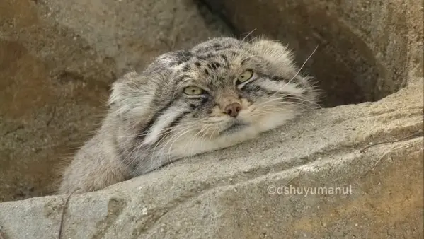 Фотография Ириса в Зоопарке Кобе Оджи
