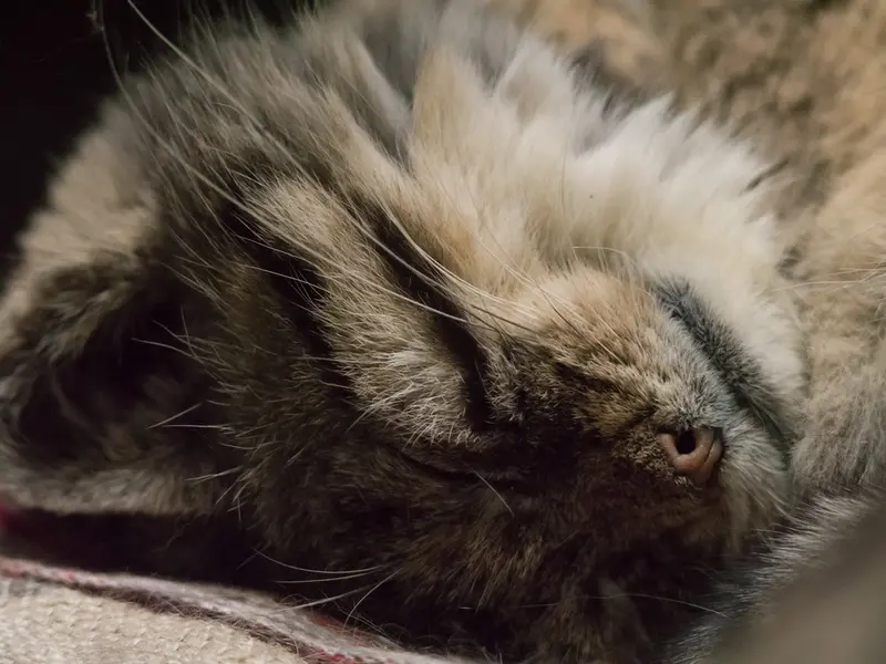 Фотография Примулы в Зоопарке Уено