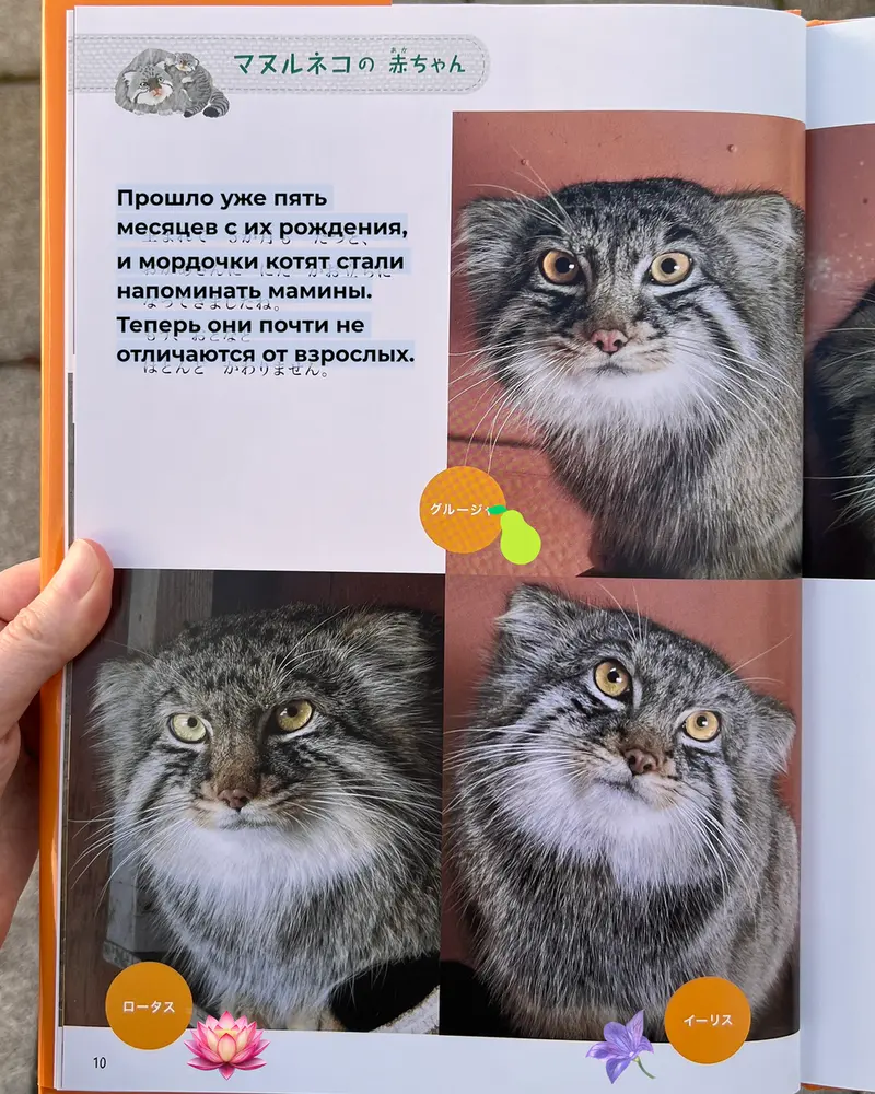 Фотография с манулом