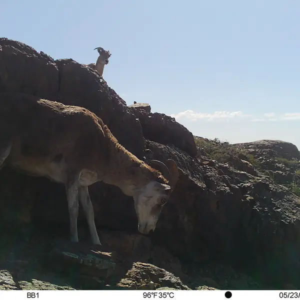 Фотография Аргали с фотоловушки Актас-Кункора