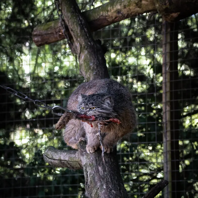 Фотография Кулки в Зоопарке Бэнхэм