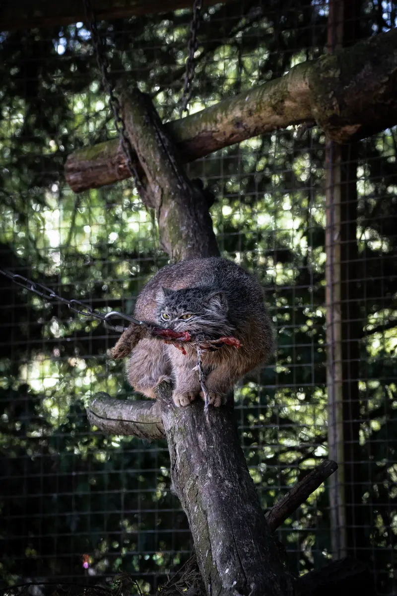 Фотография Кулки в Зоопарке Бэнхэм